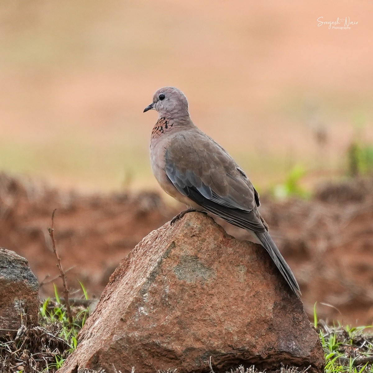 Laughing Dove - ML619053293