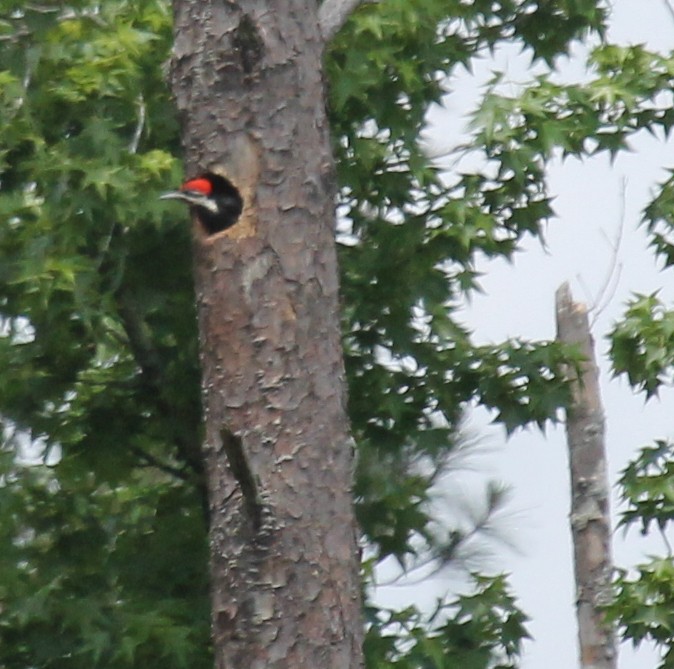 Pileated Woodpecker - ML619053397