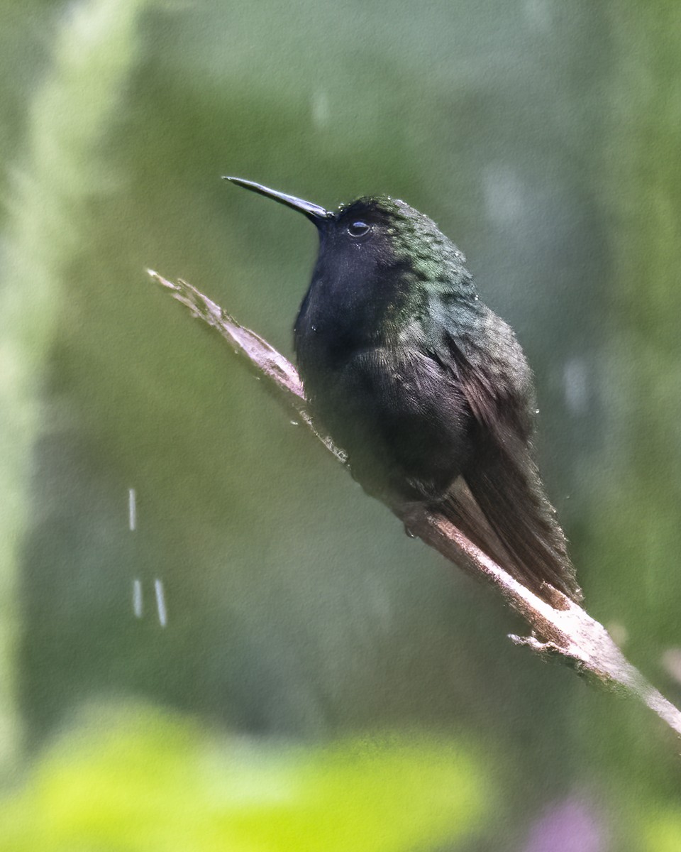 Black-bellied Hummingbird - ML619053405