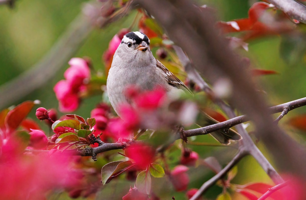 White-crowned Sparrow - ML619053427