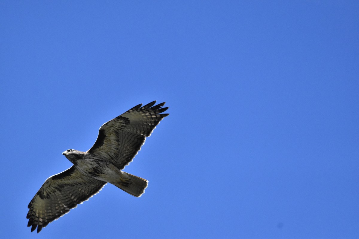 Red-tailed Hawk - ML619053455