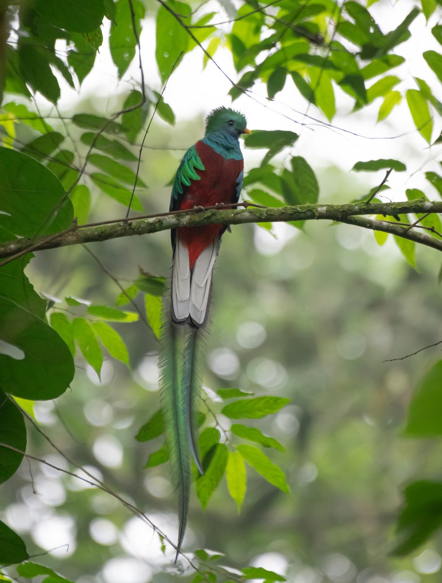 Resplendent Quetzal (Guatemalan) - ML619053462