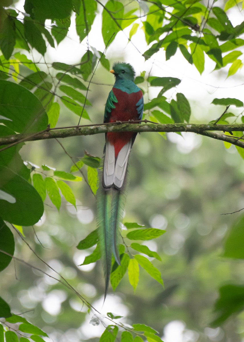 Resplendent Quetzal (Guatemalan) - ML619053463