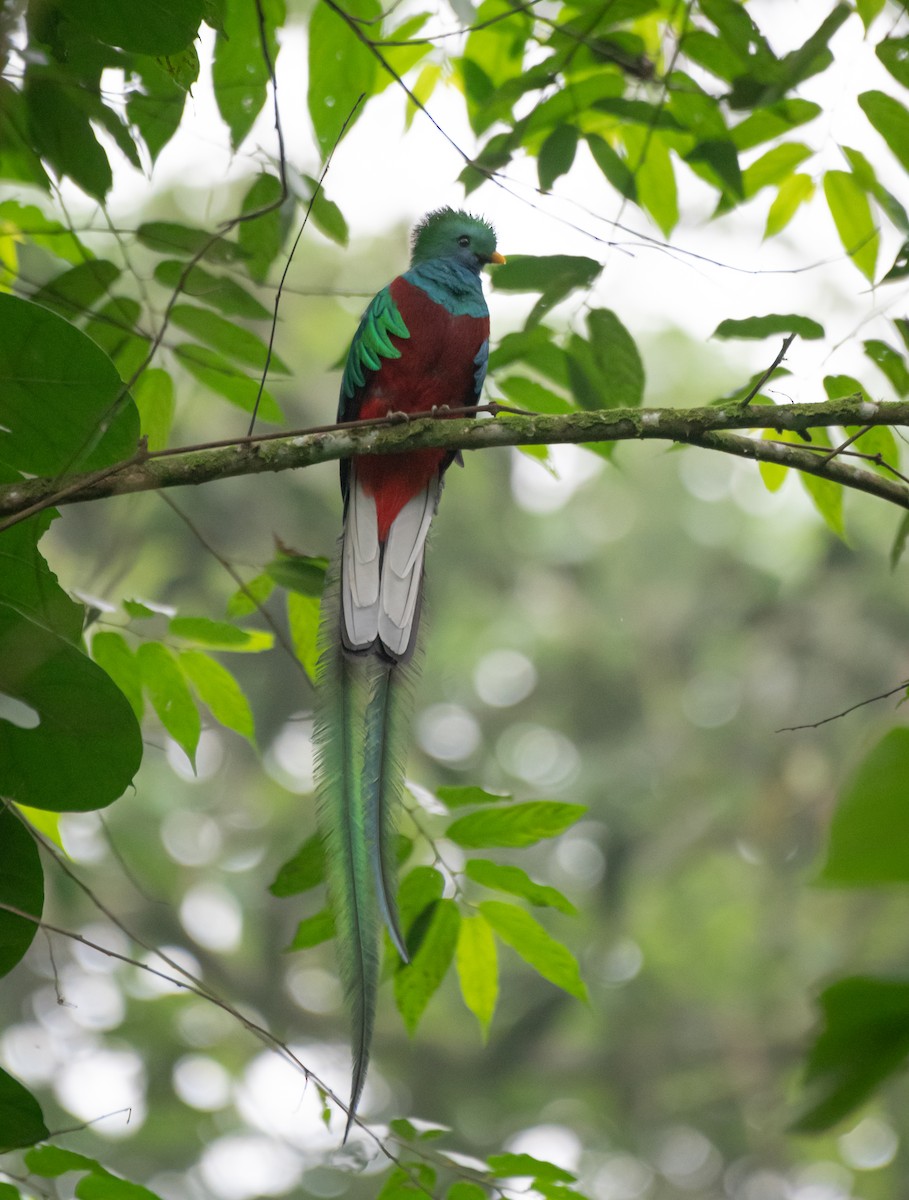Resplendent Quetzal (Guatemalan) - ML619053464