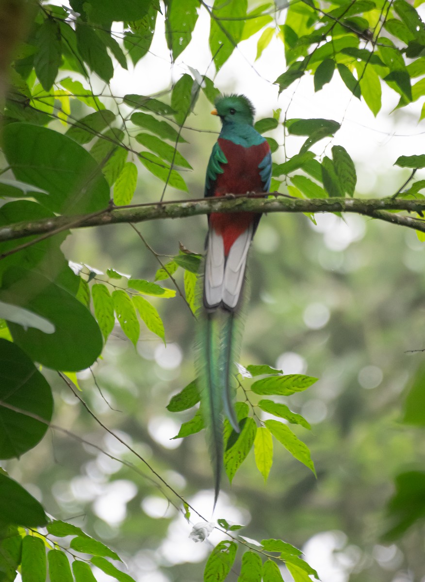 Resplendent Quetzal (Guatemalan) - ML619053466