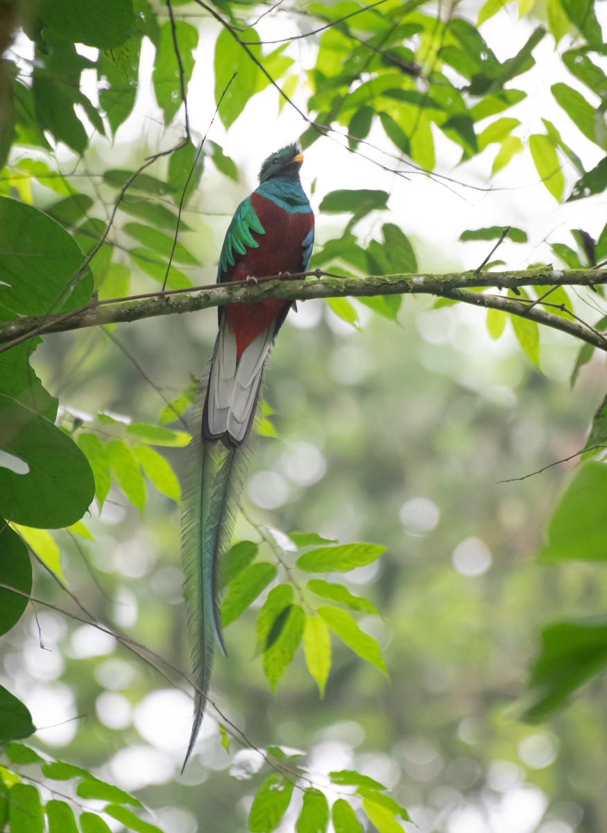Resplendent Quetzal (Guatemalan) - ML619053467