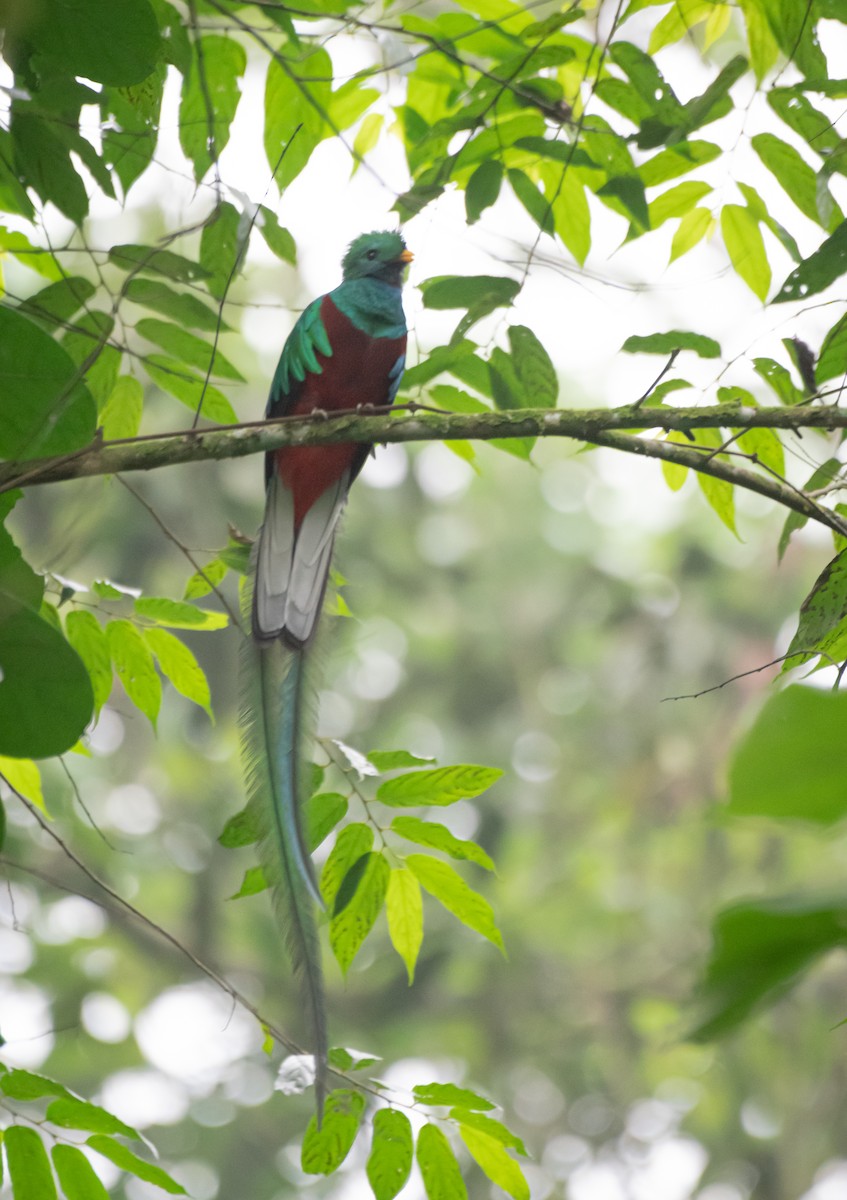 Resplendent Quetzal (Guatemalan) - ML619053468