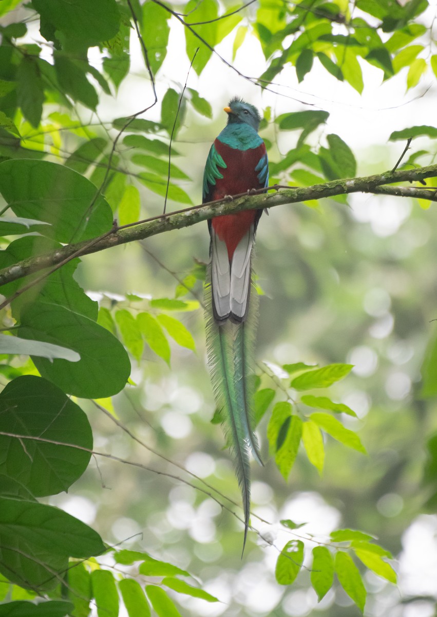 Resplendent Quetzal (Guatemalan) - ML619053469