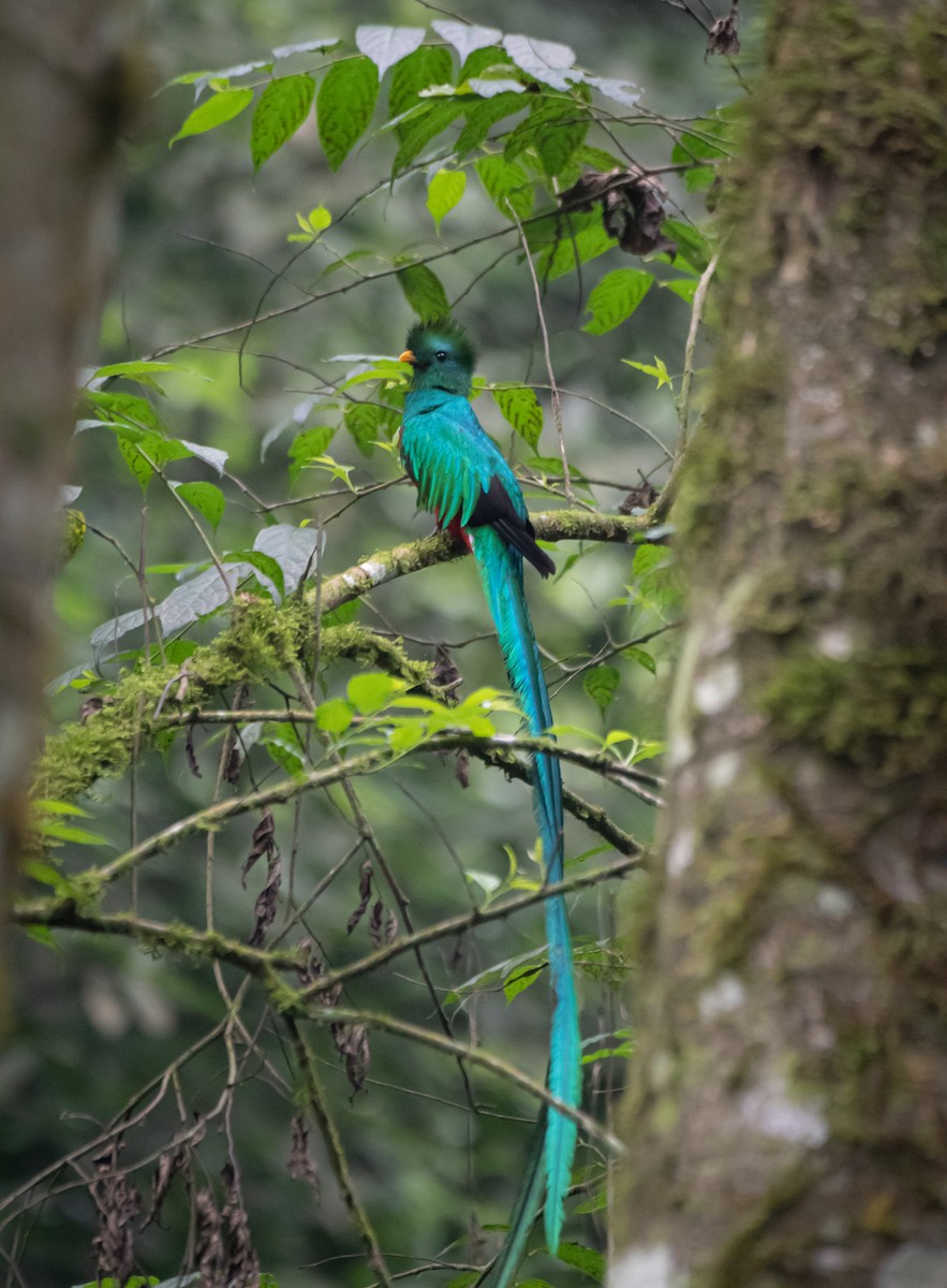 Resplendent Quetzal (Guatemalan) - ML619053475