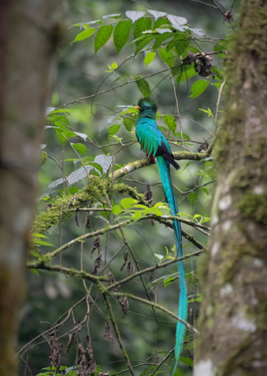 Resplendent Quetzal (Guatemalan) - ML619053476