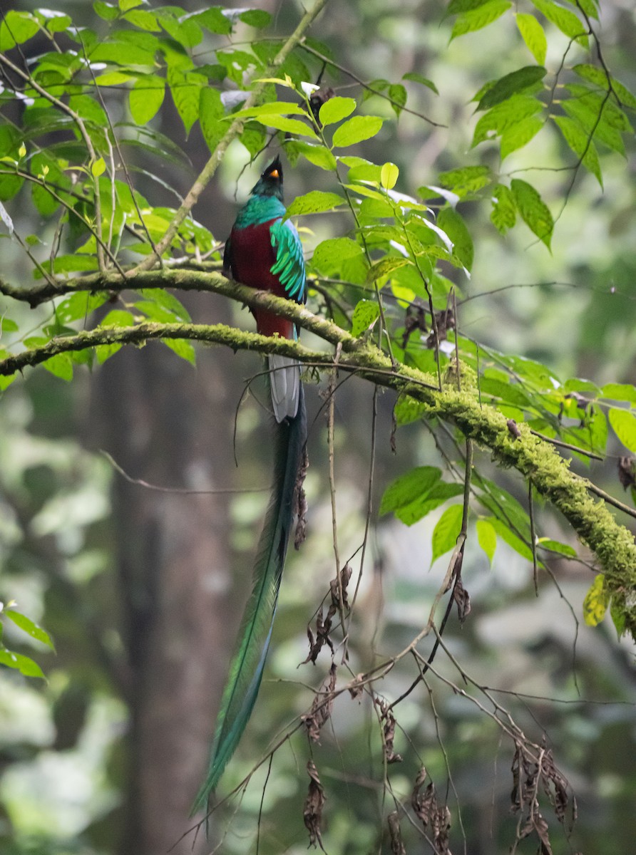 Resplendent Quetzal (Guatemalan) - ML619053477