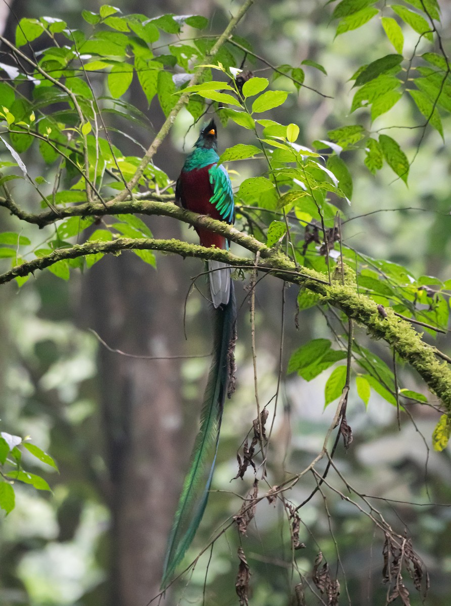 Resplendent Quetzal (Guatemalan) - ML619053478