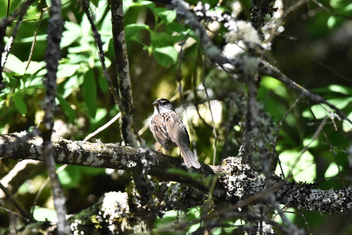 Golden-crowned Sparrow - ML619053483