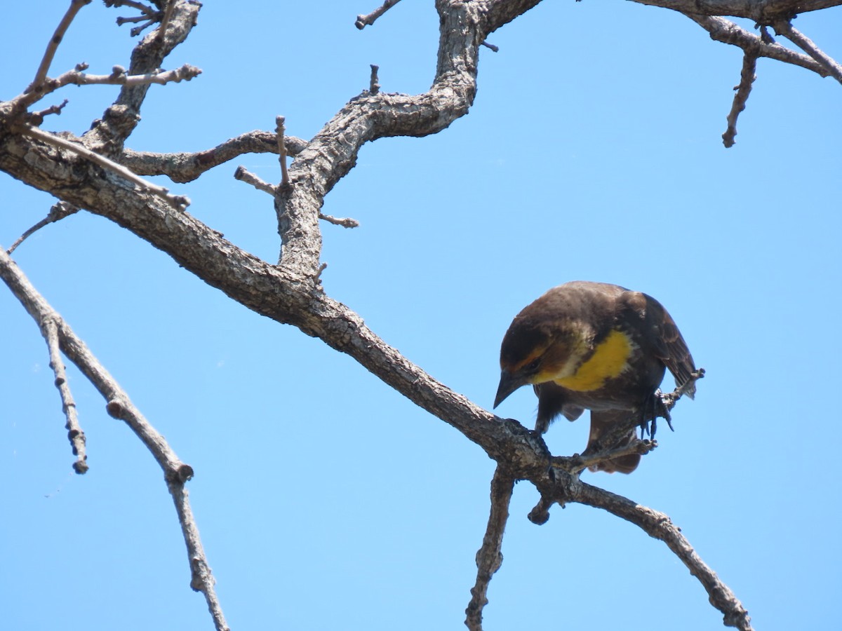Yellow-headed Blackbird - ML619053507