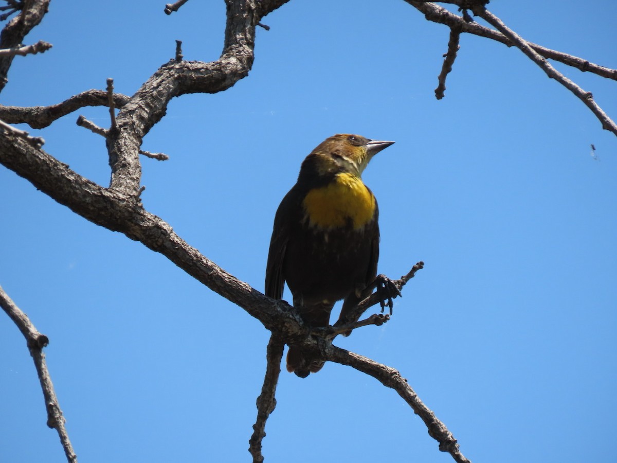 Yellow-headed Blackbird - ML619053509