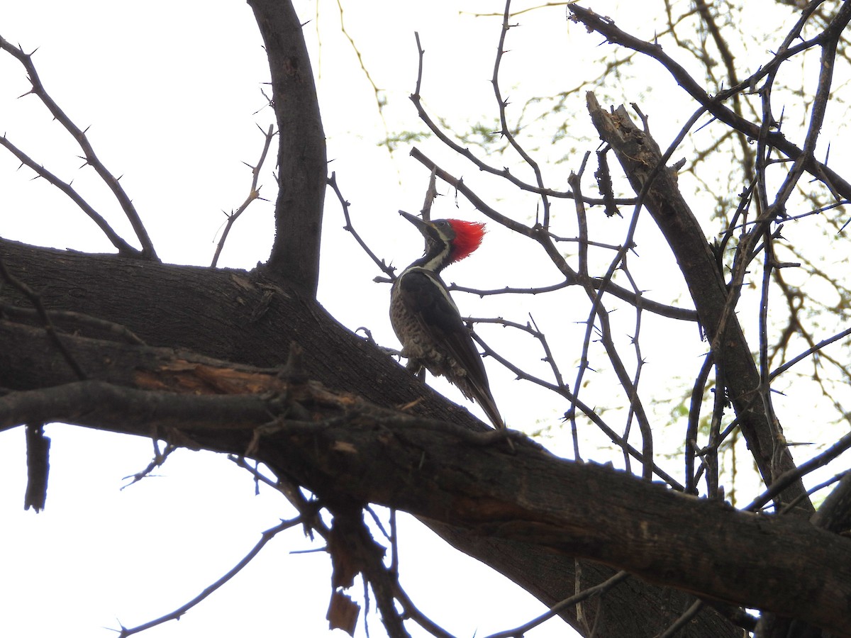 Lineated Woodpecker - ML619053510