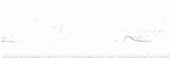 Рыжебрюхий фиби - ML619053533