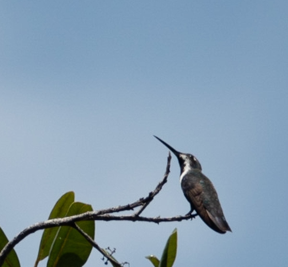 kolibřík tropický - ML619053546