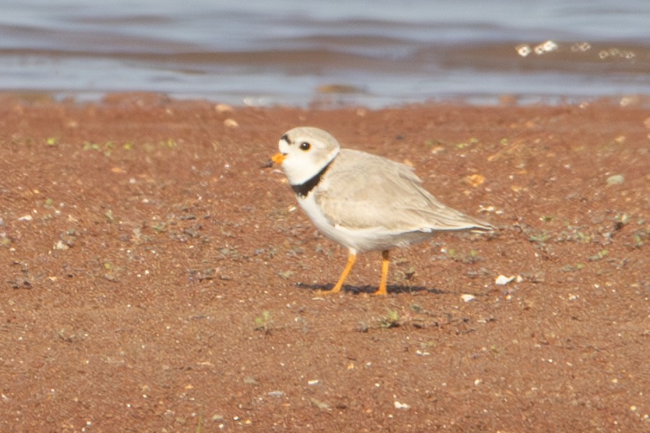 Piping Plover - ML619053608