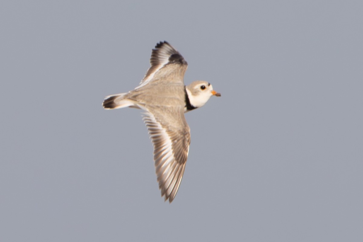 Piping Plover - ML619053609