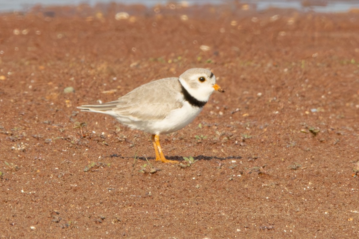 Piping Plover - ML619053610