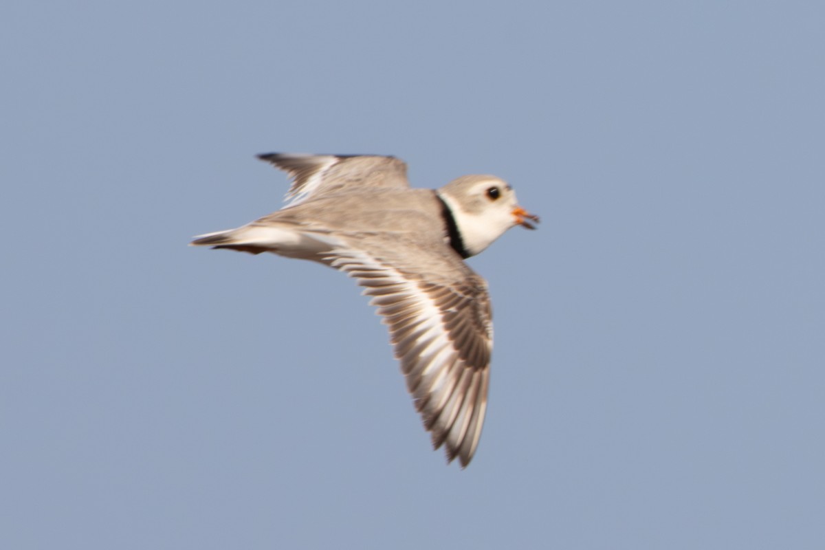 Piping Plover - ML619053611