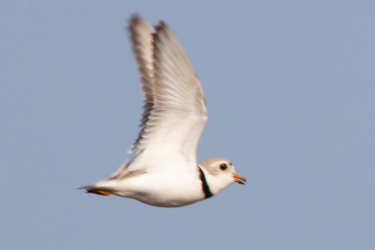 Piping Plover - ML619053612