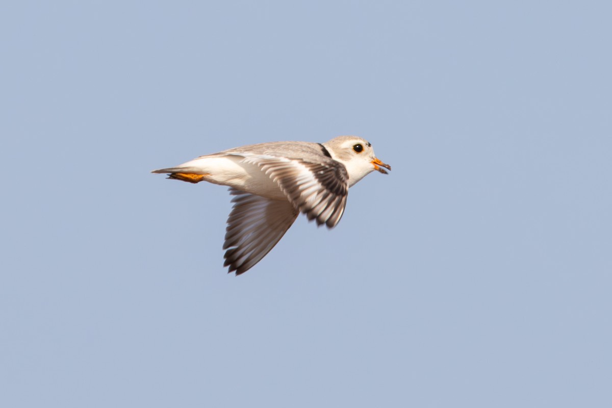 Piping Plover - ML619053613
