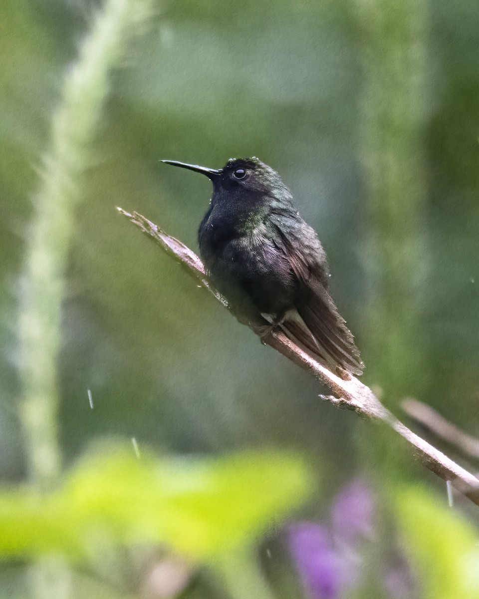 Black-bellied Hummingbird - ML619053617