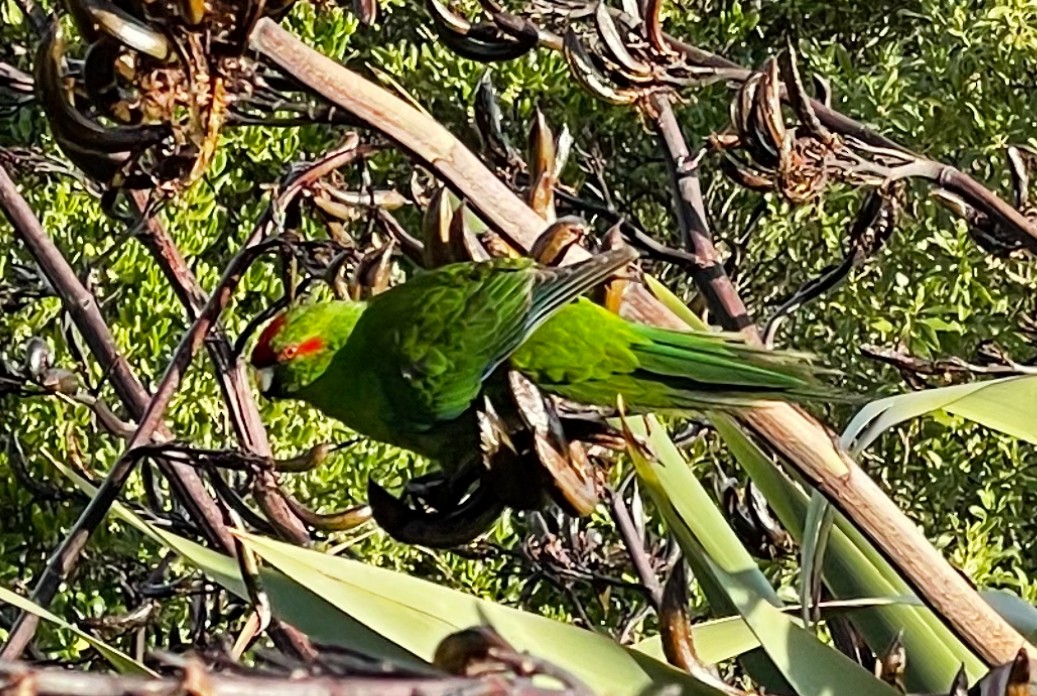 Red-crowned Parakeet - ML619053736