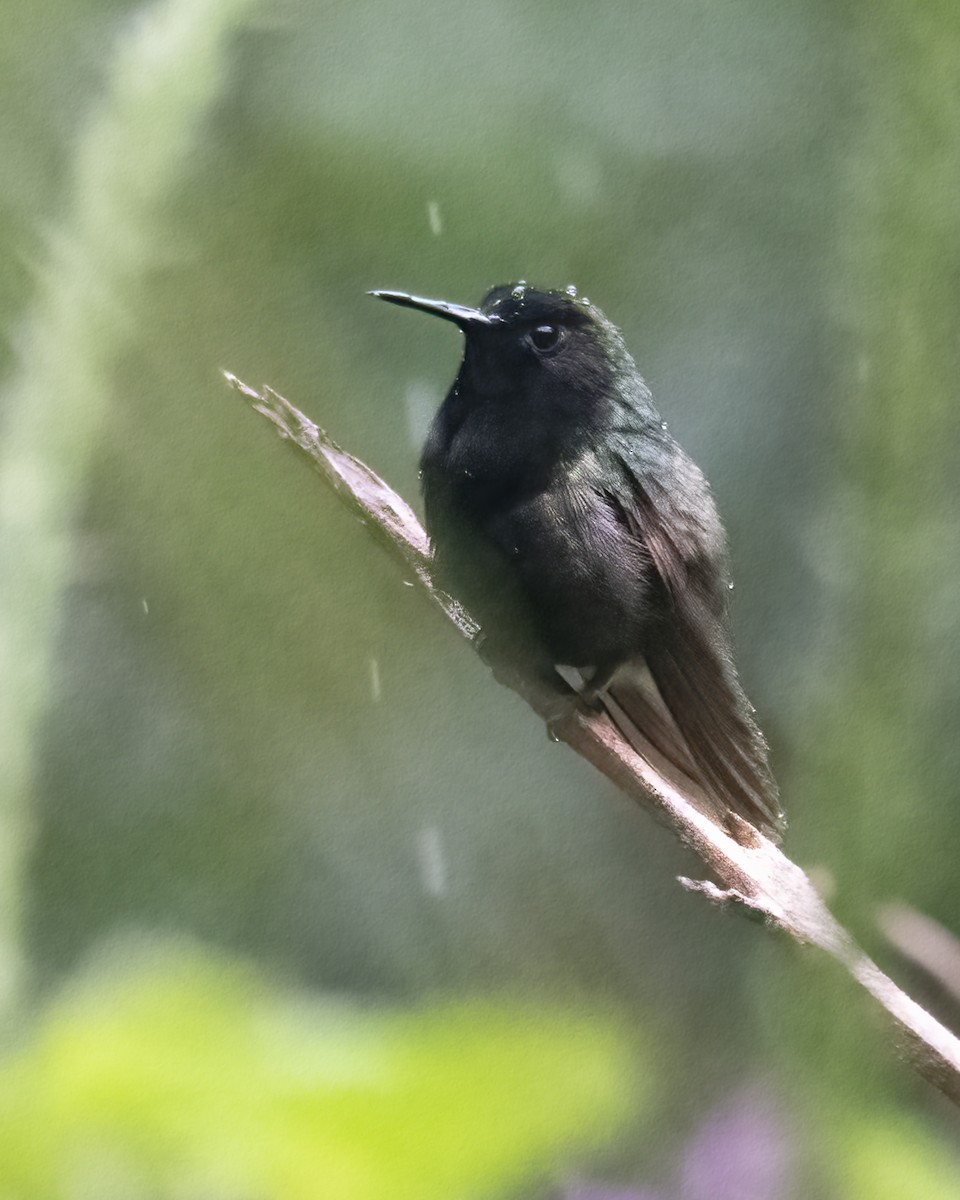 Black-bellied Hummingbird - ML619053746