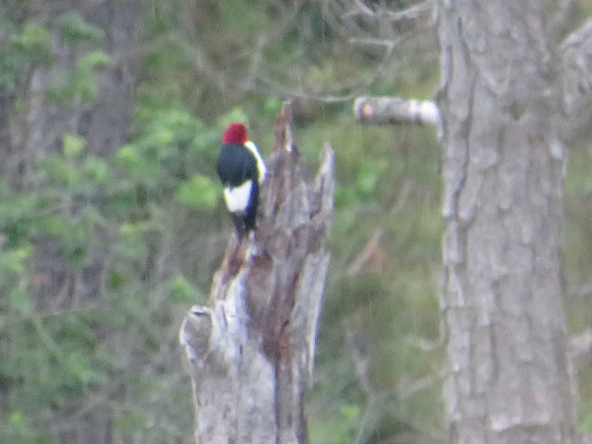 Red-headed Woodpecker - ML619053794
