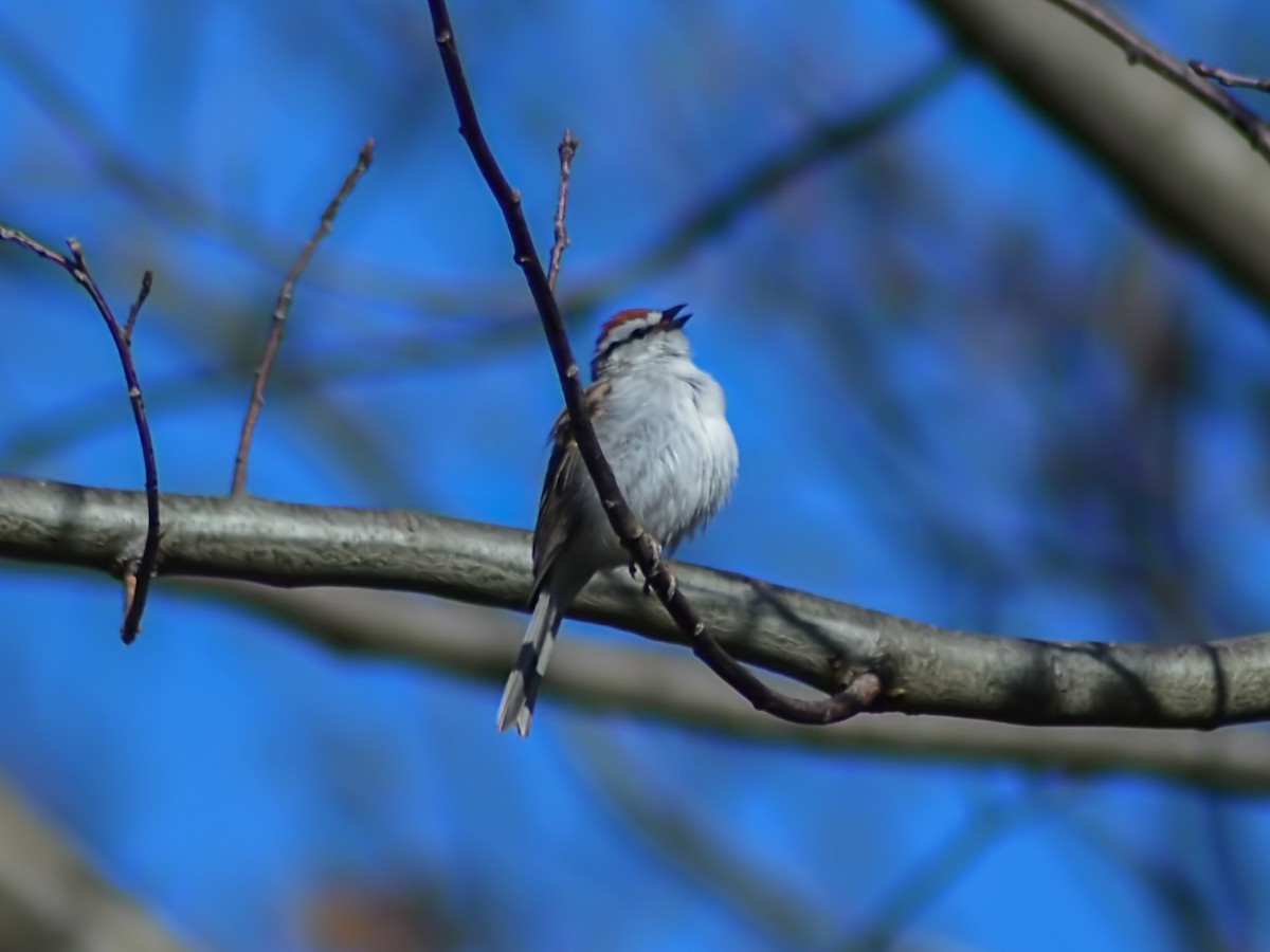 Chipping Sparrow - ML619053844