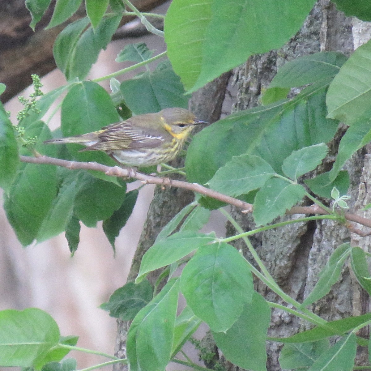 Cape May Warbler - ML619053891