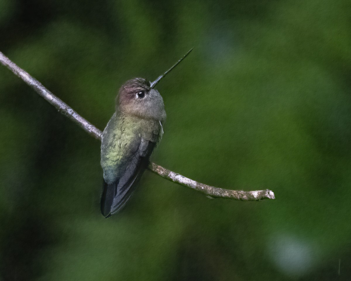 kolibřík zelenočelý - ML619053892