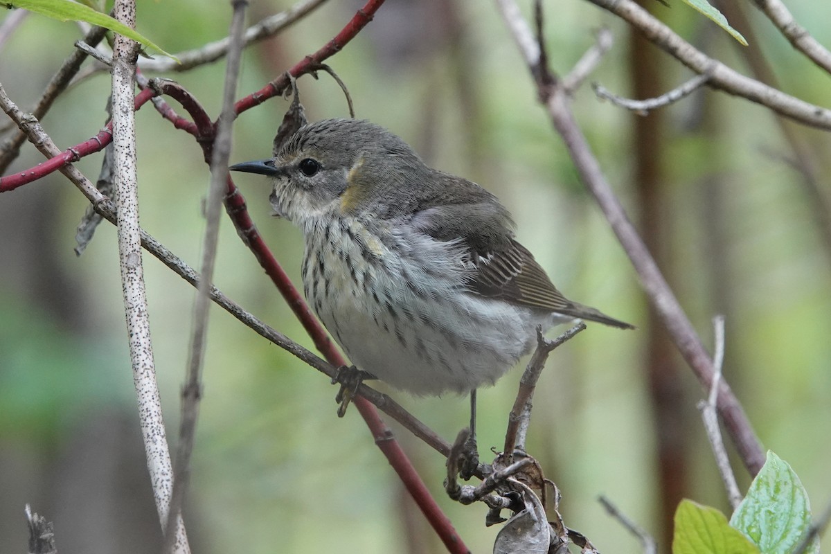 Cape May Warbler - ML619053910