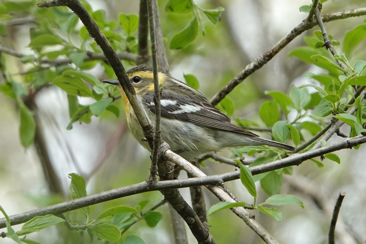 Cape May Warbler - ML619053911