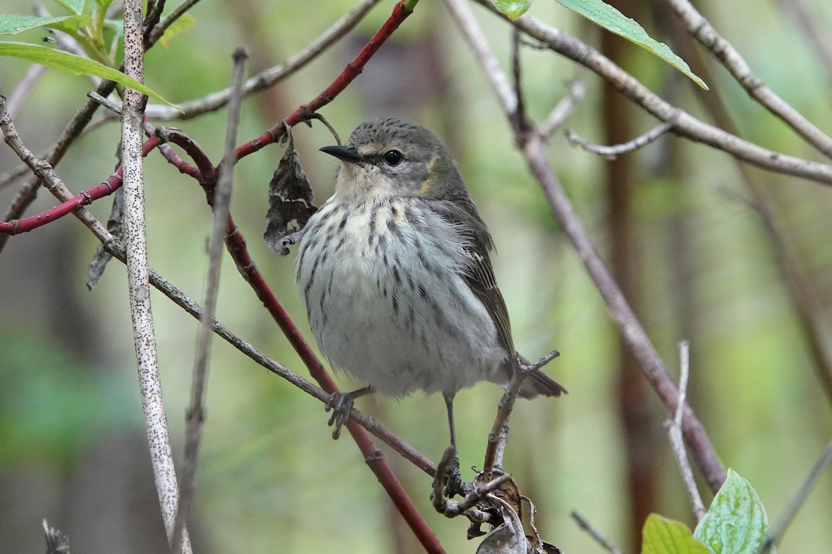 Cape May Warbler - ML619053912