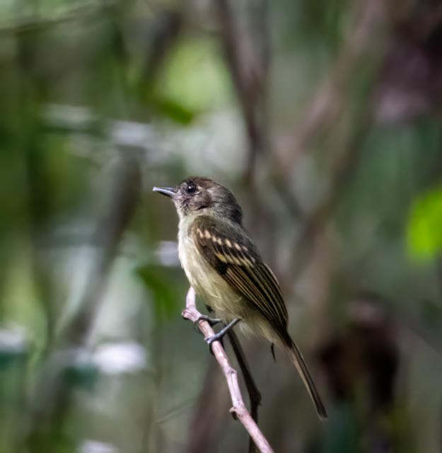 Sepia-capped Flycatcher - ML619053939