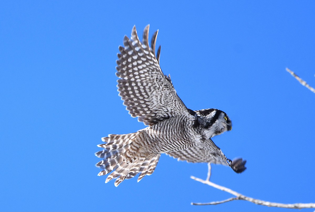 Northern Hawk Owl - ML619053943