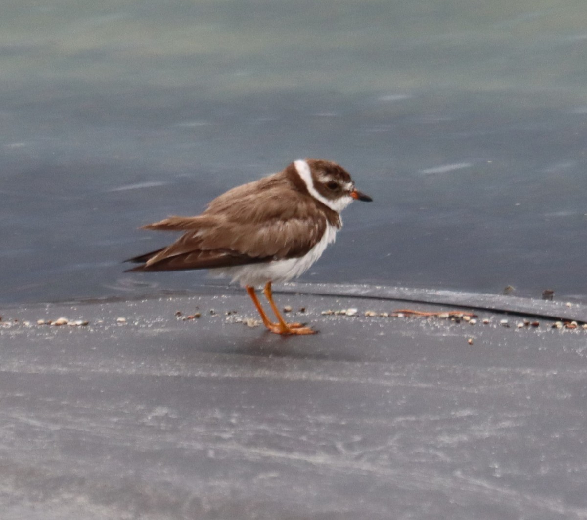 Semipalmated Plover - ML619053963
