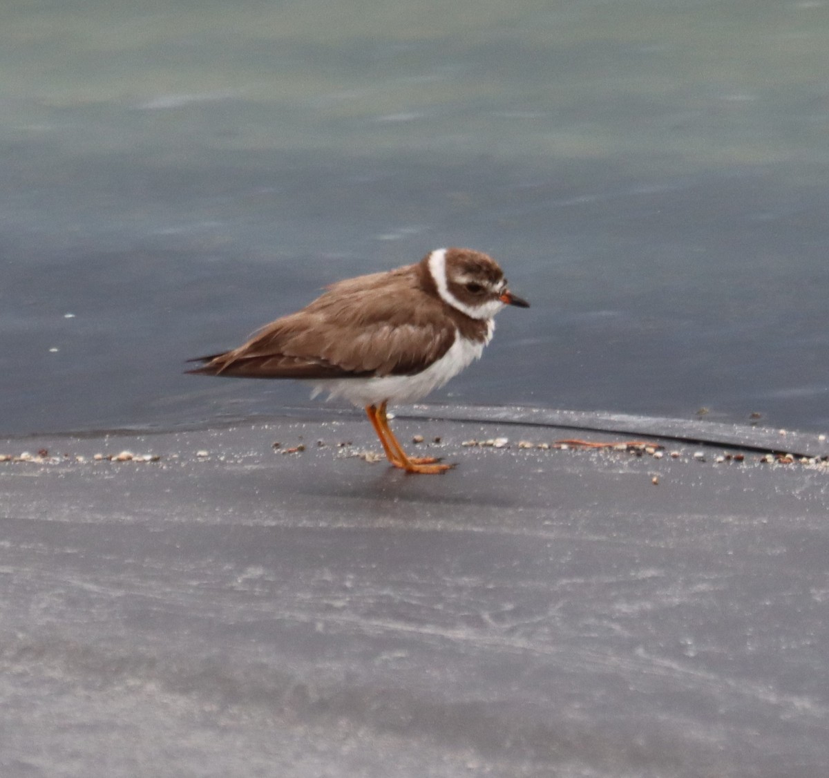 Semipalmated Plover - ML619053968