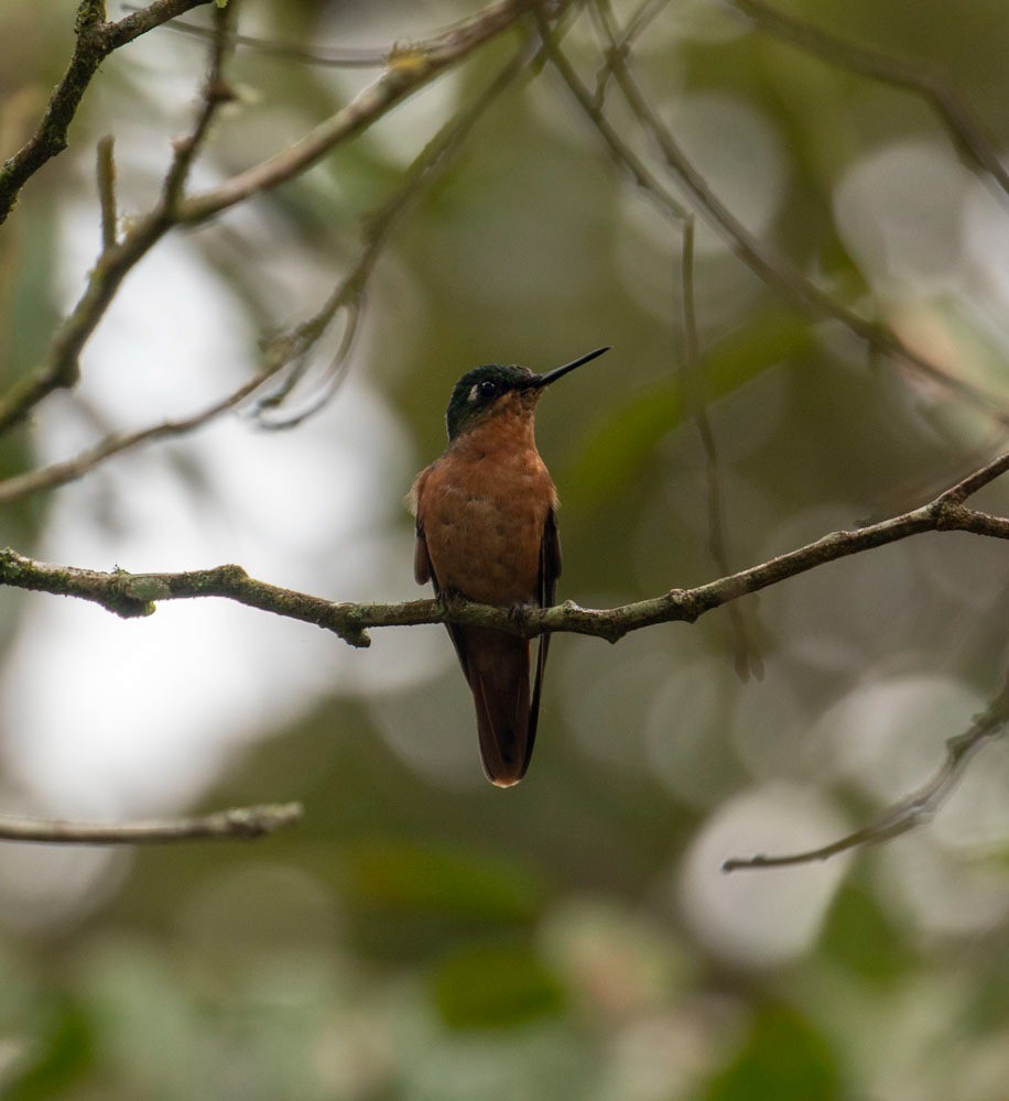 kolibřík brazilský - ML619053971