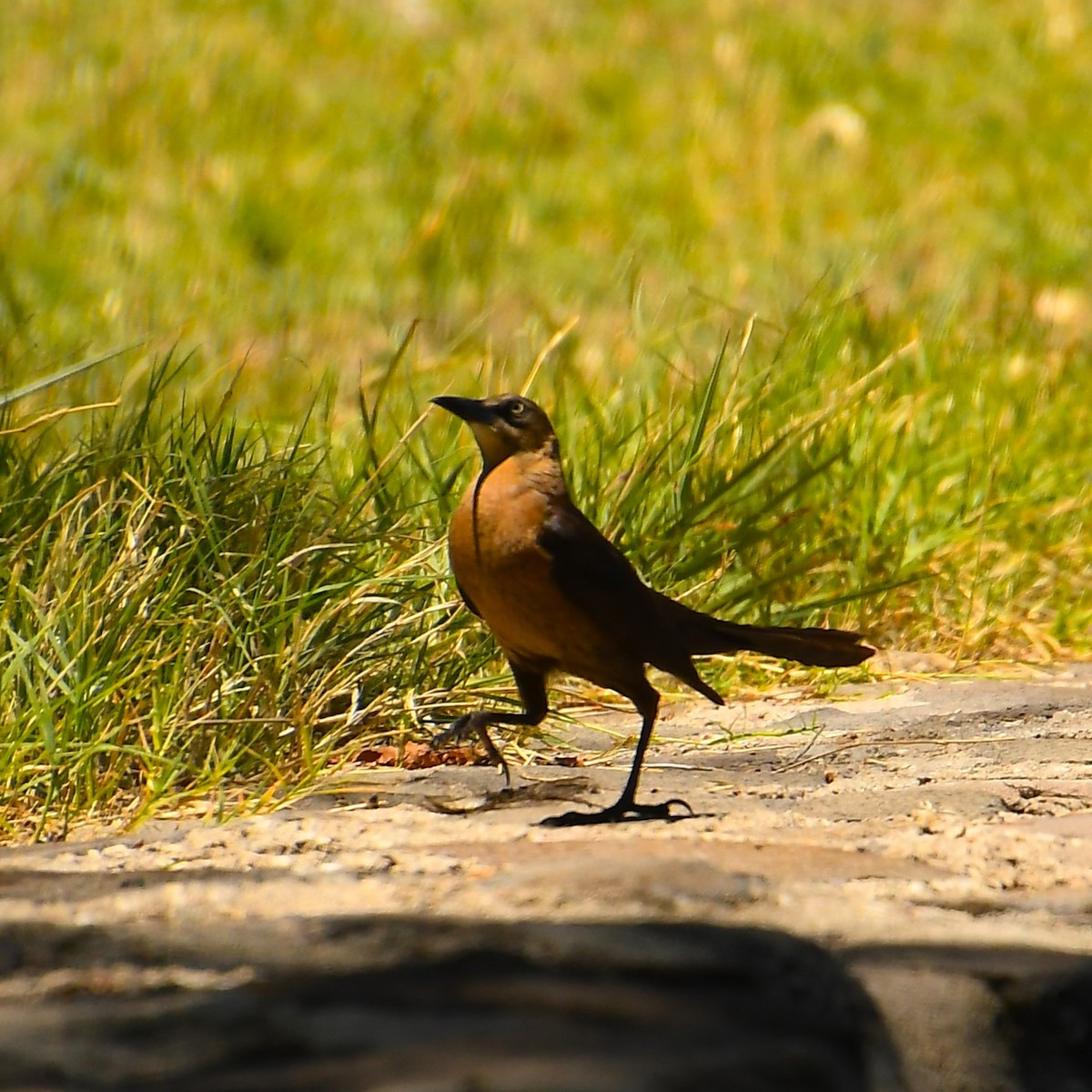 Great-tailed Grackle - ML619054101