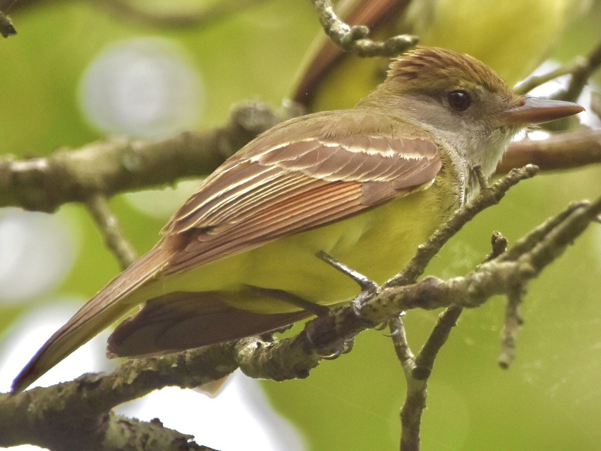 Great Crested Flycatcher - ML619054110