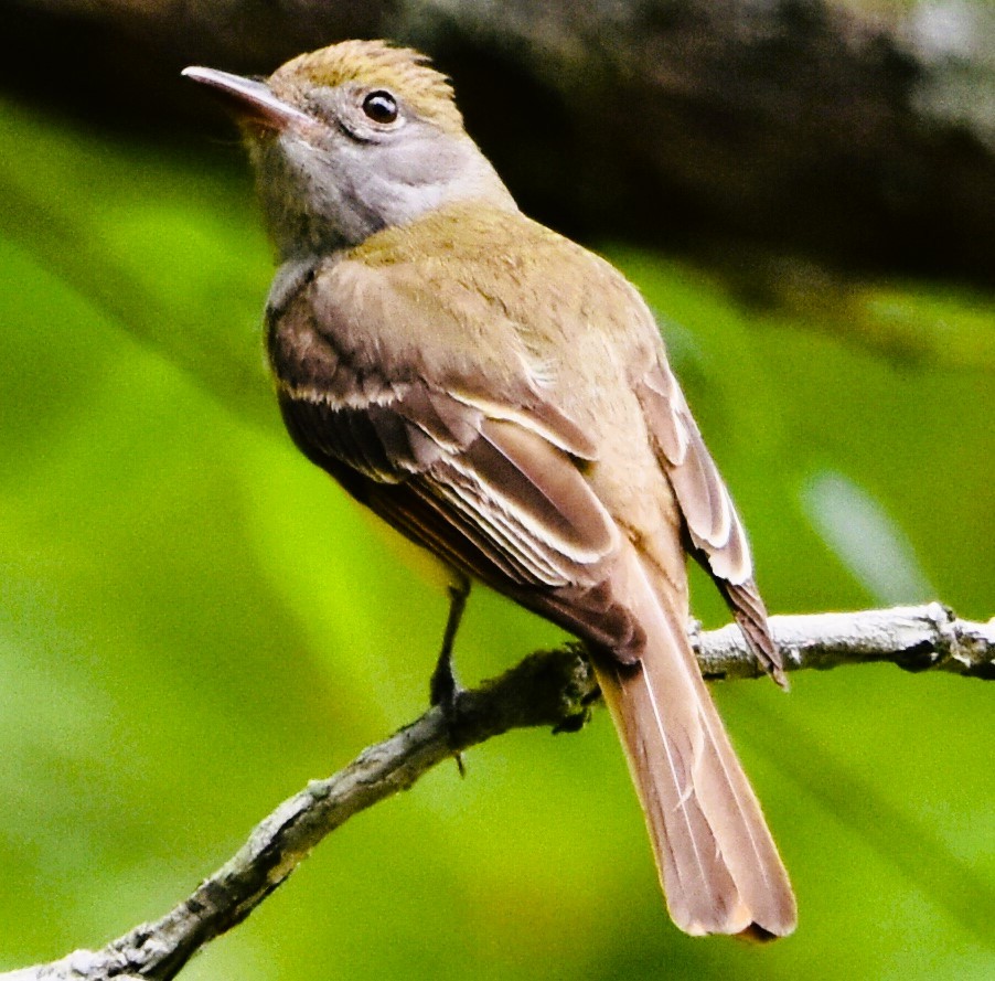 Great Crested Flycatcher - ML619054118