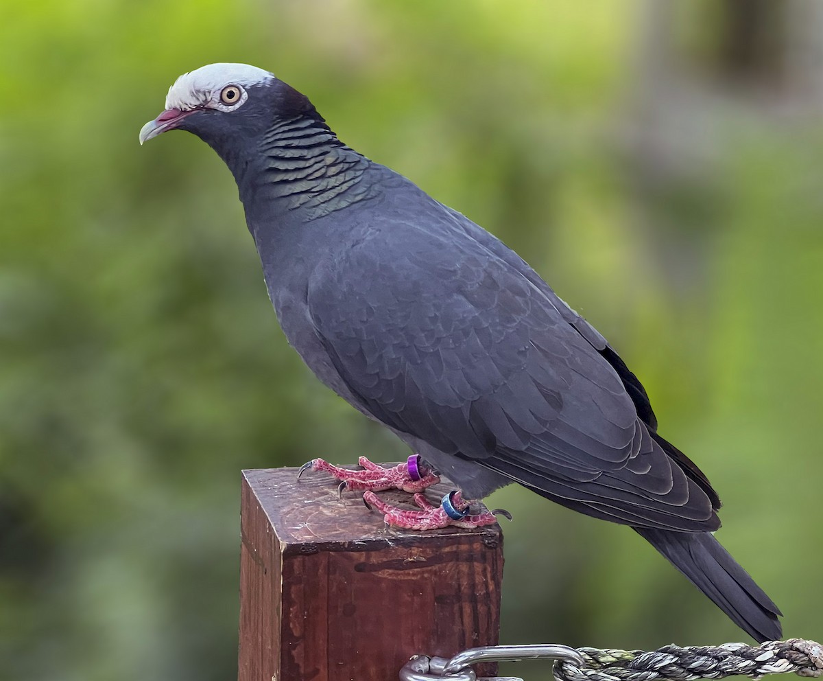 White-crowned Pigeon - ML619054136