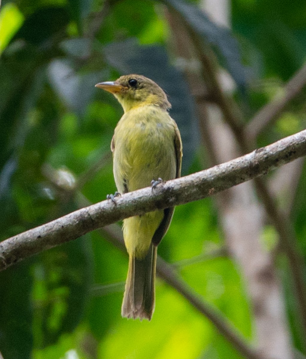 Yellow-backed Tanager - ML619054215