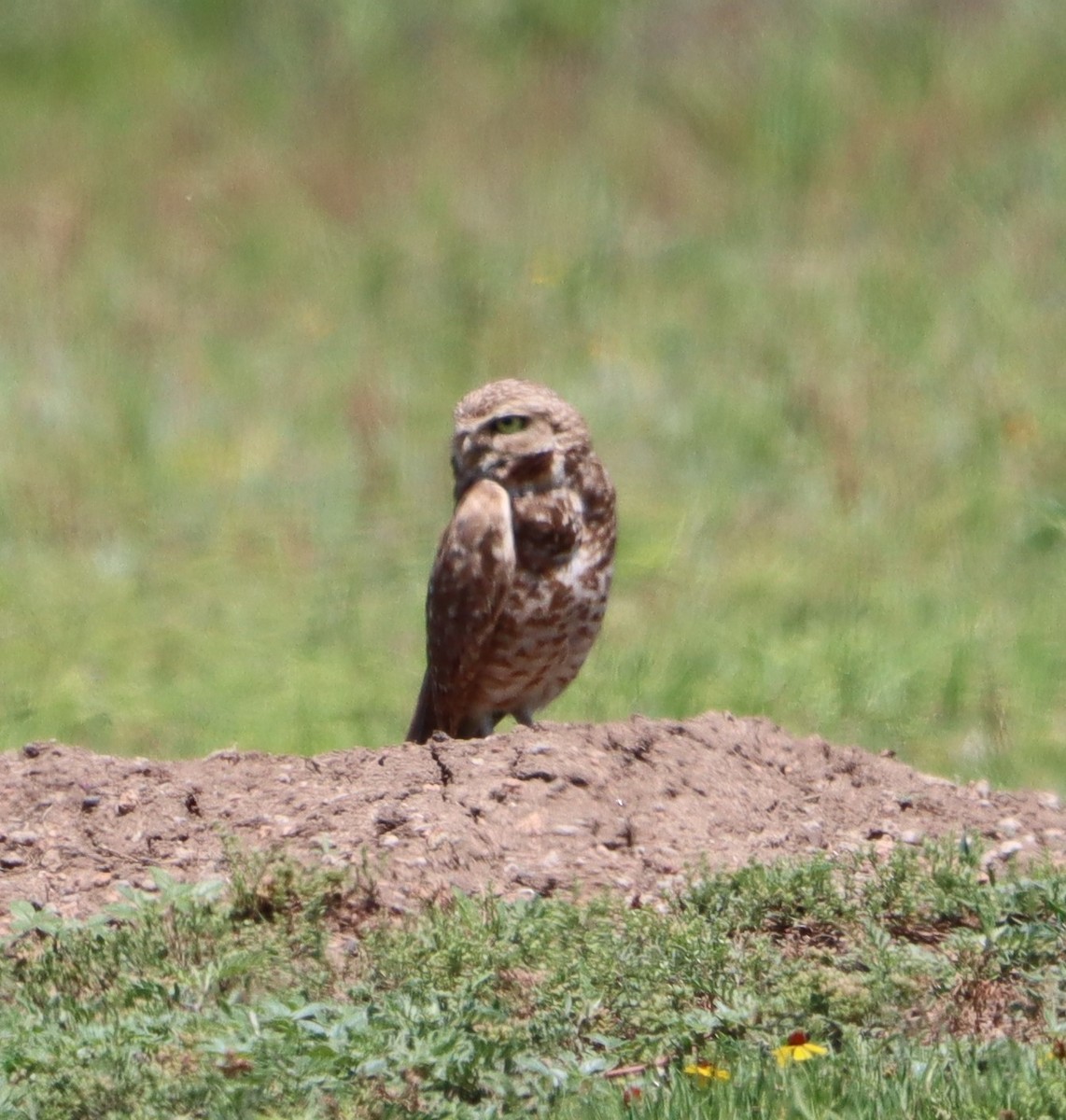 Burrowing Owl - ML619054341