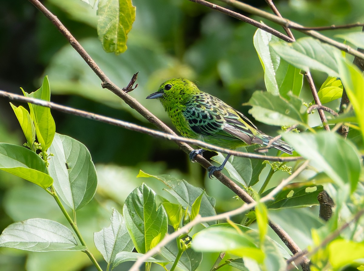 Yellow-bellied Tanager - ML619054350